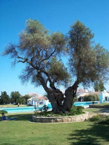 Pedras Del Rei Studio Tavira Exteriér fotografie